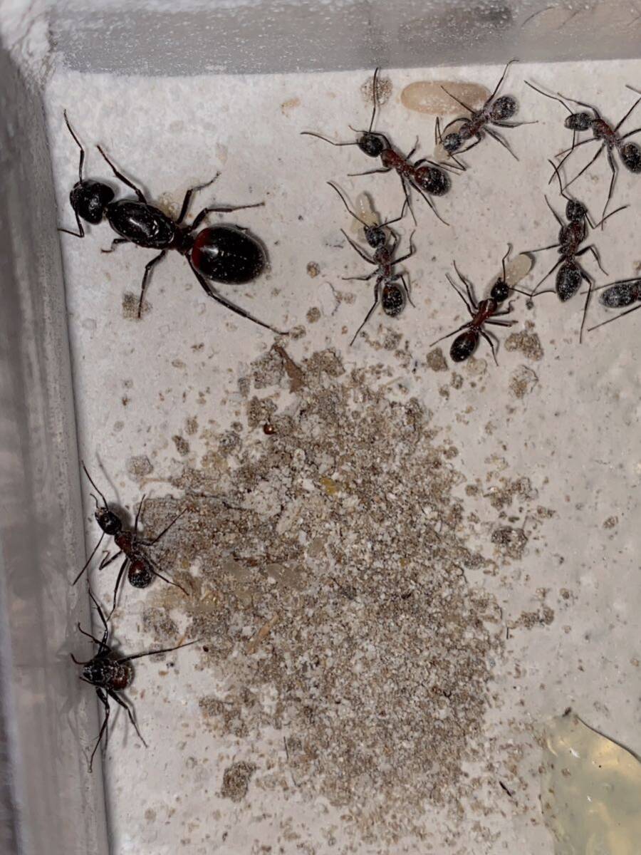 女王蟻　ムネアカオオアリ女王蟻一匹と働き蟻三十匹以上のコロニー　昆虫　自由研究　観察　プレゼント　ギフト_画像3