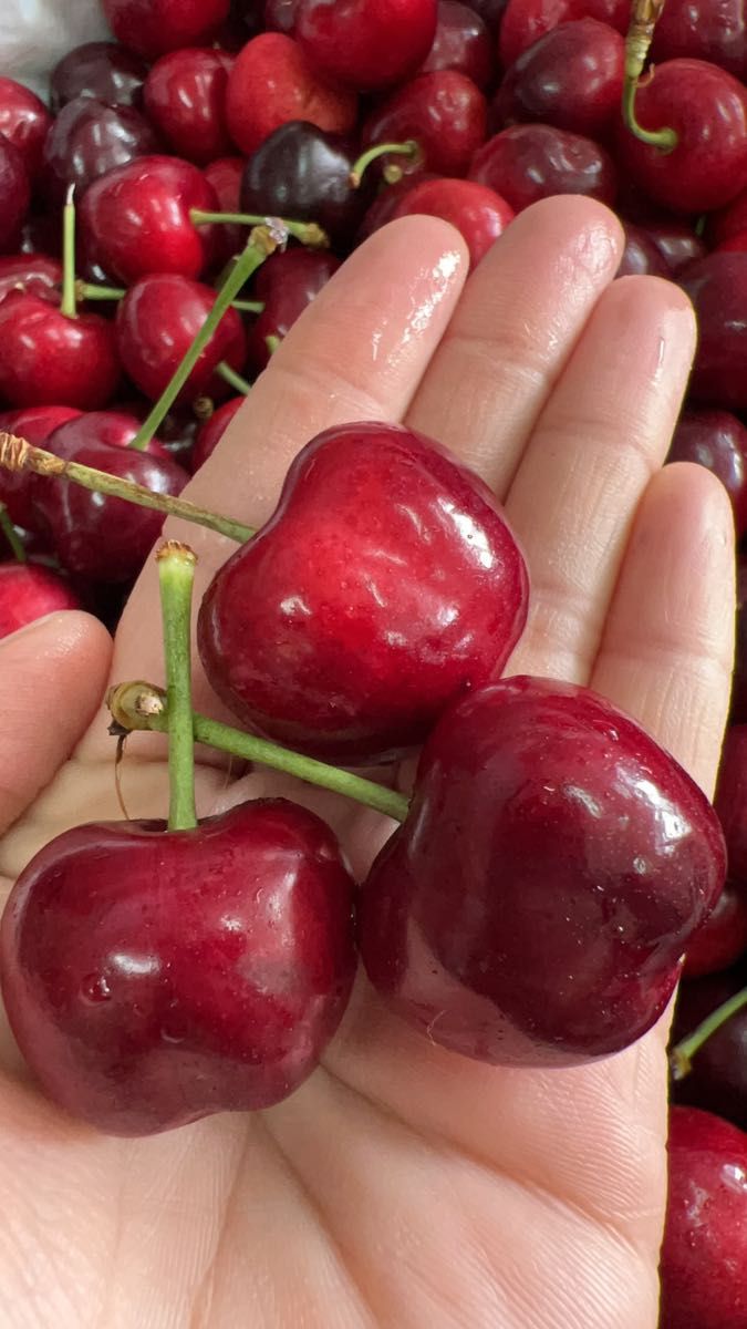 アメリカンチェリー　1kg さくらんぼ　サクランボ