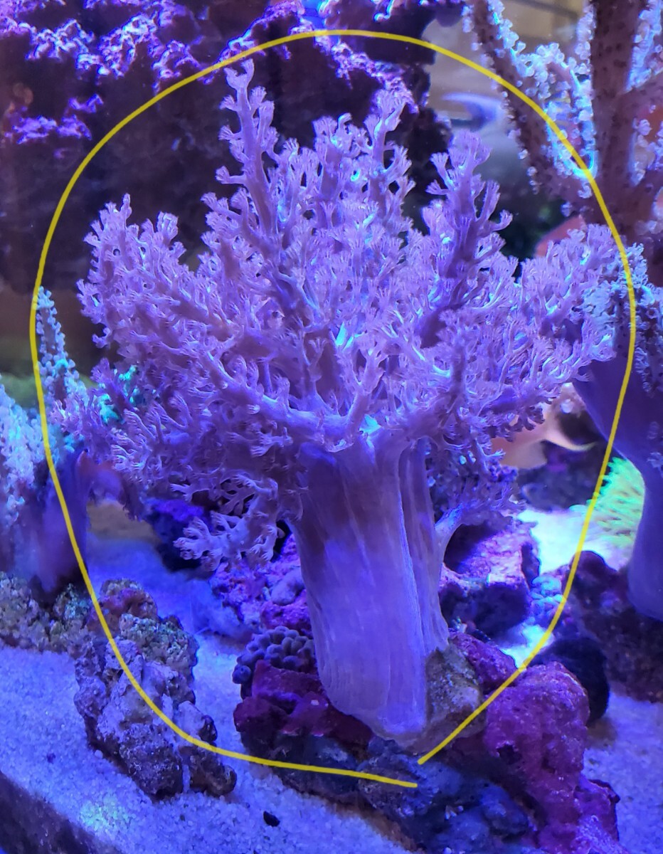 *サンゴ*　カワラフサトサカ　ホワイト&ピンクカラー1　Mサイズ_画像3