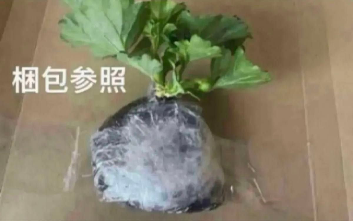 紫陽花 2色セイト　越冬苗