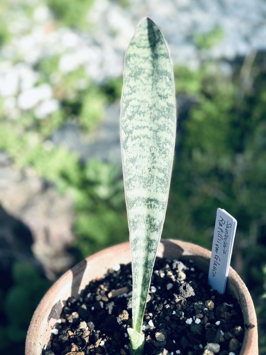 【COOL-PLANTs】Sansevieria 『 Rafilli var.Glauca 』ラッフィリーグラウカ　大葉　【世界でも稀少】サンスベリア 　抜き苗_画像1