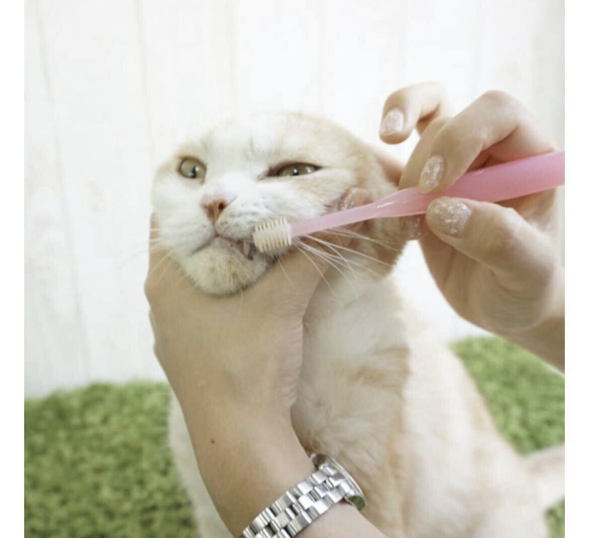 VIVATEC ビバテック SigOne シグワン 猫用歯ブラシ 全猫種用 ピンク 5本セット