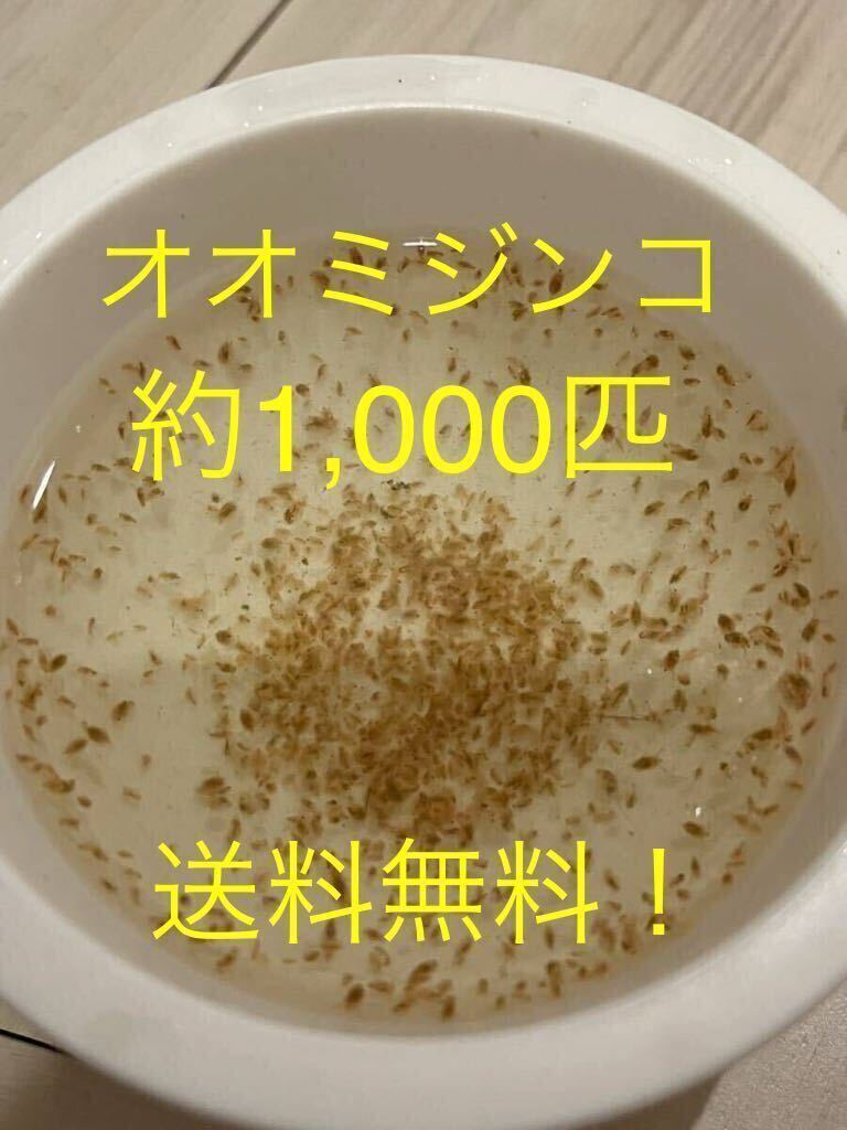 オオミジンコ 1000匹程度 ミジンコ メダカ 金魚 熱帯魚_画像1