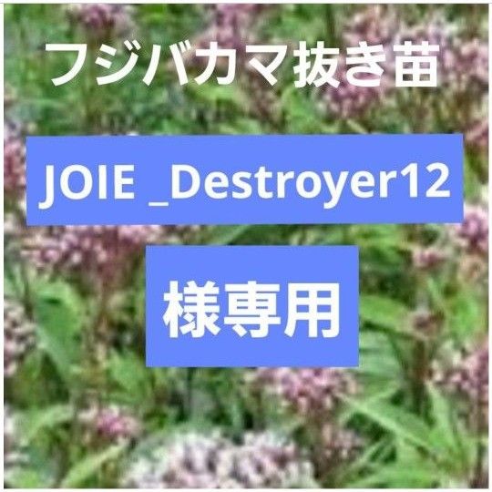 OIE_Destroyer12様専用　フジバカマ抜き苗　お任せ