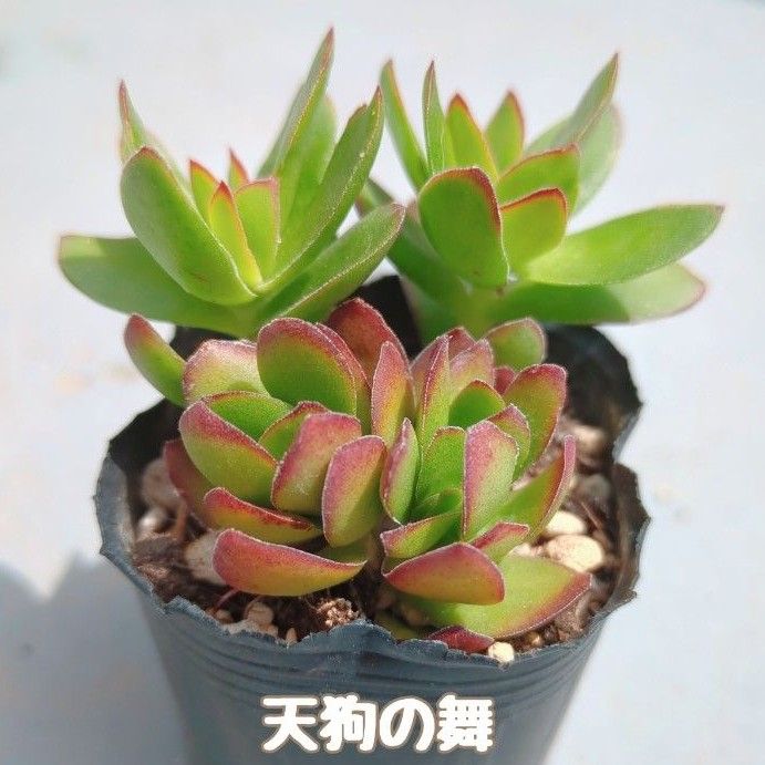 多肉植物　天狗の舞　抜き苗