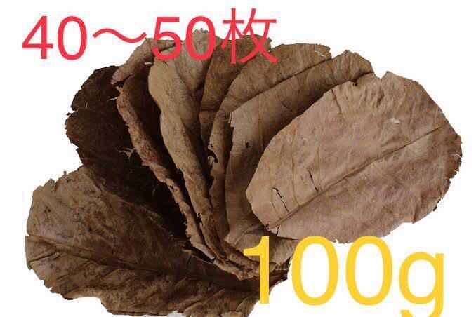 [100g]自然モモタマナマジックリーフ(無農薬)_画像1