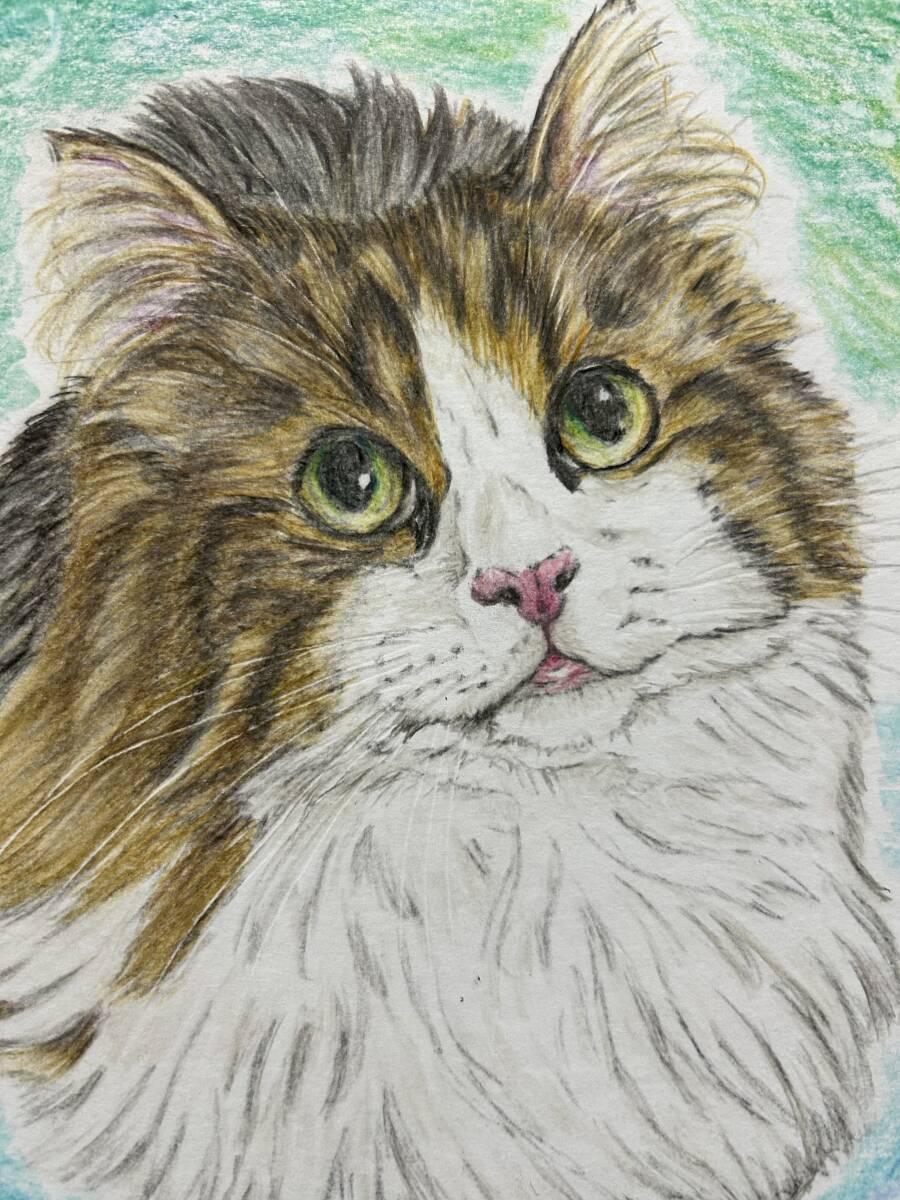 【手描きイラスト】ノルウェージャンフォレストキャット　猫　色鉛筆画　色紙_画像3