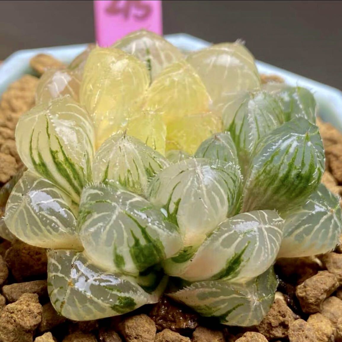 多肉植物　ハオルチア　N5萩原オブツーサ錦　糊斑　超美品_画像1