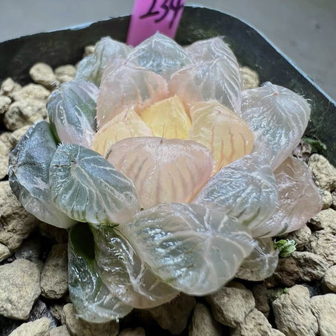 多肉植物　ハオルチア　実生オブツーサ錦　超美品　糊斑_画像5