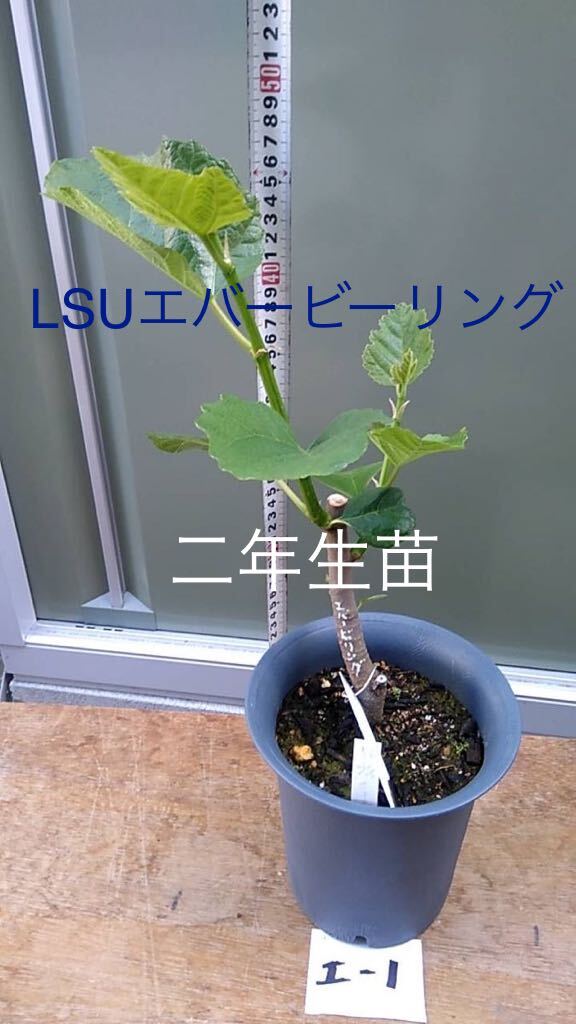 高級イチジク LSUエバービーリング 2年生苗　その1_画像1