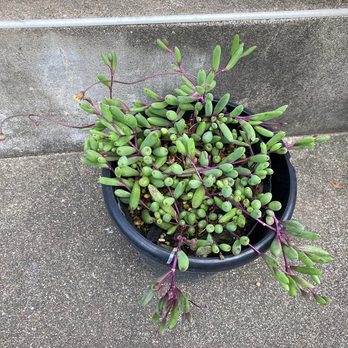 ルビーネックレス　多肉植物　抜き苗