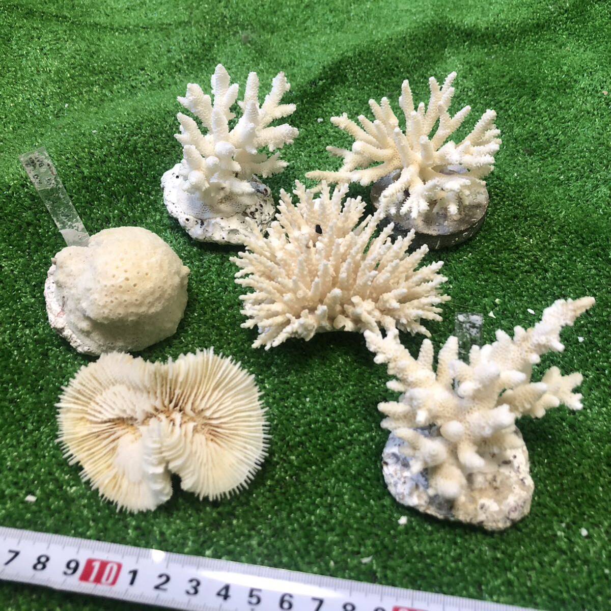 7D 白サンゴ　インテリア　おしゃれ　天然　オブジェ　破片　 サンゴ　珊瑚　置物　飾りサンゴ　飾り　欠片　サンゴ礁　珊瑚礁　白珊瑚