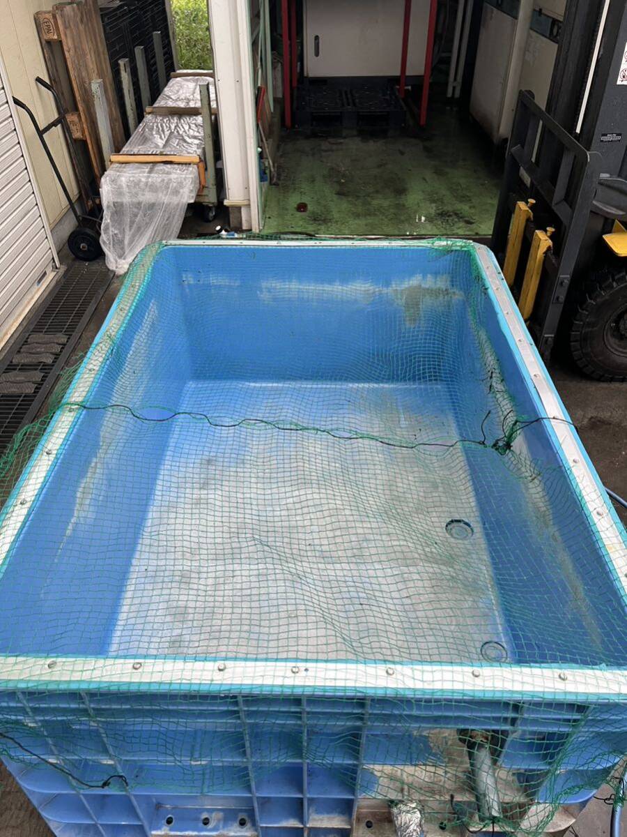 ジャンボックス サンコー 1000L ブルー サンボックス 錦鯉 金魚 大型水槽 水槽 コンテナ の画像4