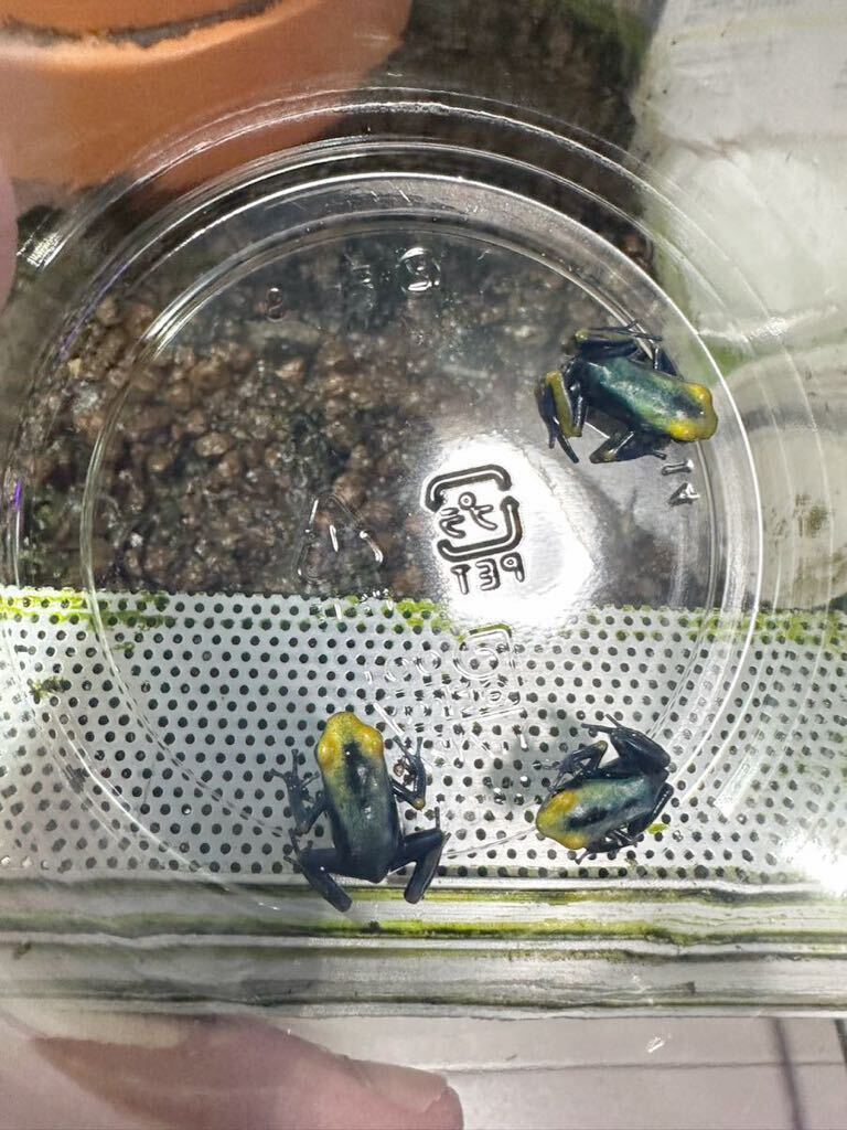 アイゾメヤドクガエル トゥムクマケ 2024年自家繁殖3匹 ヤング アイゾメヤドクガエル トゥムクマケ 2024年自家繁殖3匹 ヤング