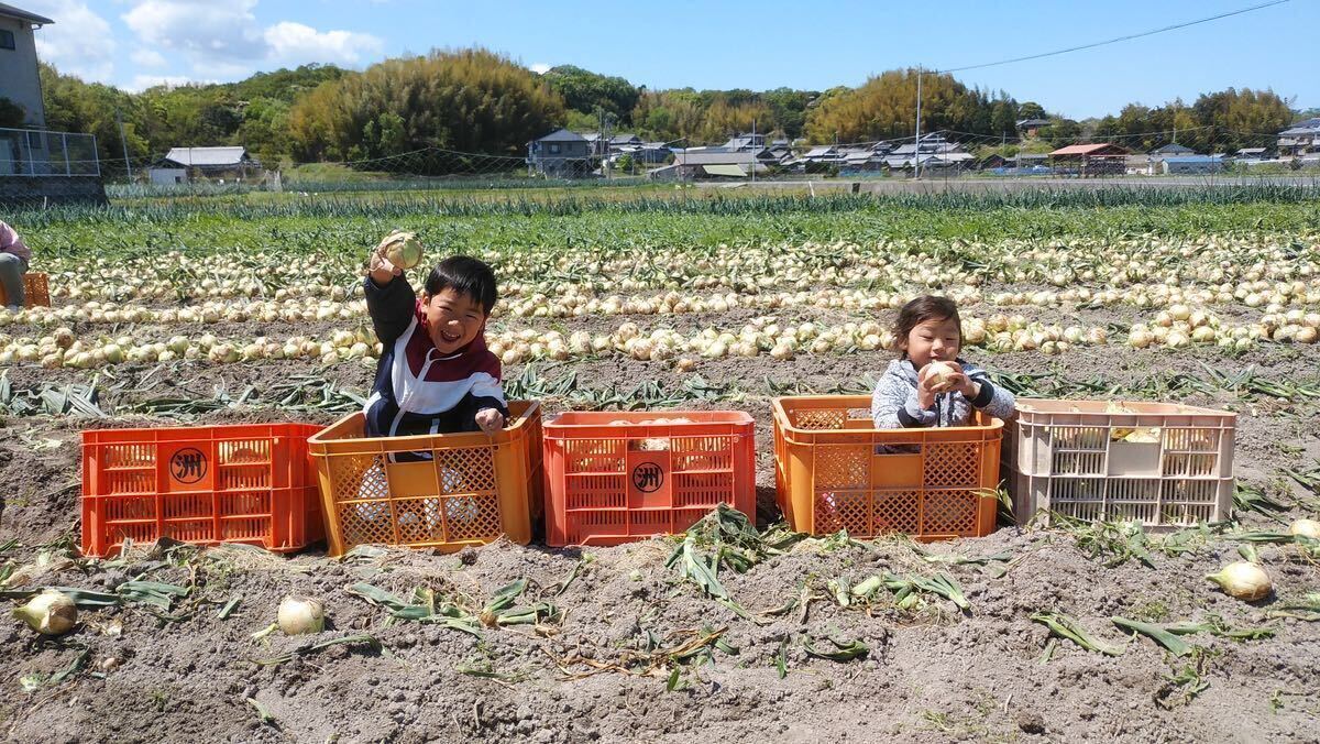 [農家直送]送料無料 淡路島産 新玉ねぎ 七宝早生 ５kg 秀品 ③_画像6