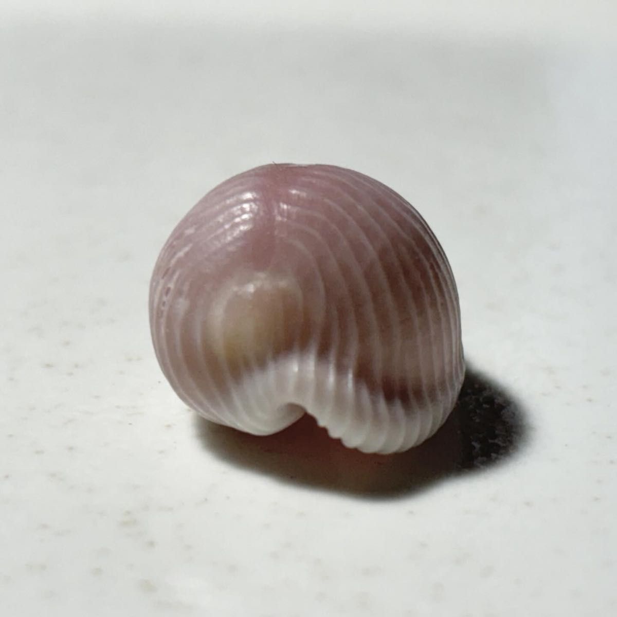 《希少！ バライロスジボタン 》 シラタマガイ　Trivella aperta 貝殻標本　標本　レア品　貝殻　貝　薔薇色筋釦