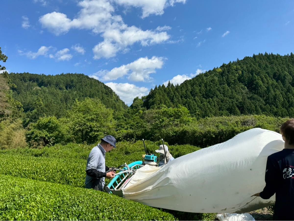 令和６年度新茶