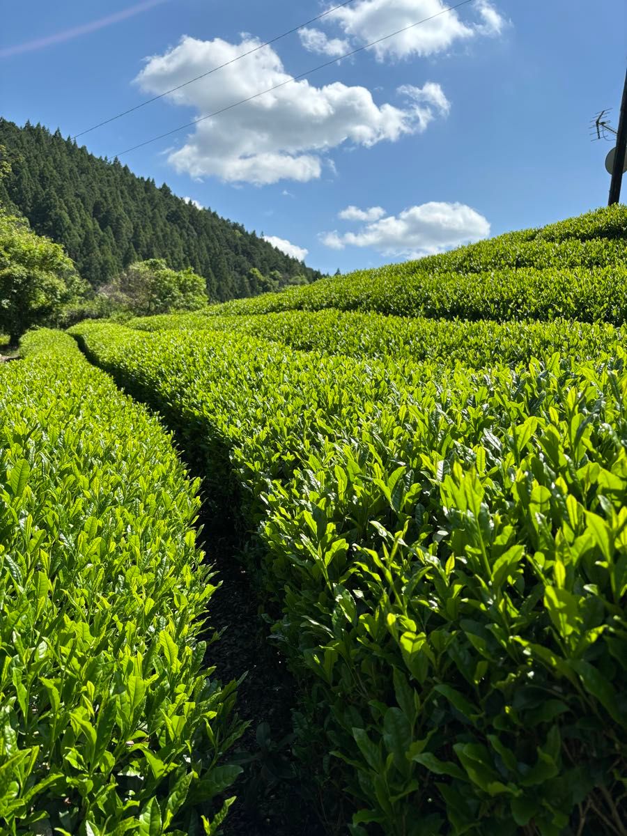 令和６年度新茶