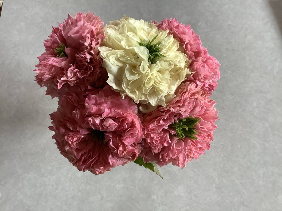  срезанный цветок товар вид все 4 симпатичный розовый 