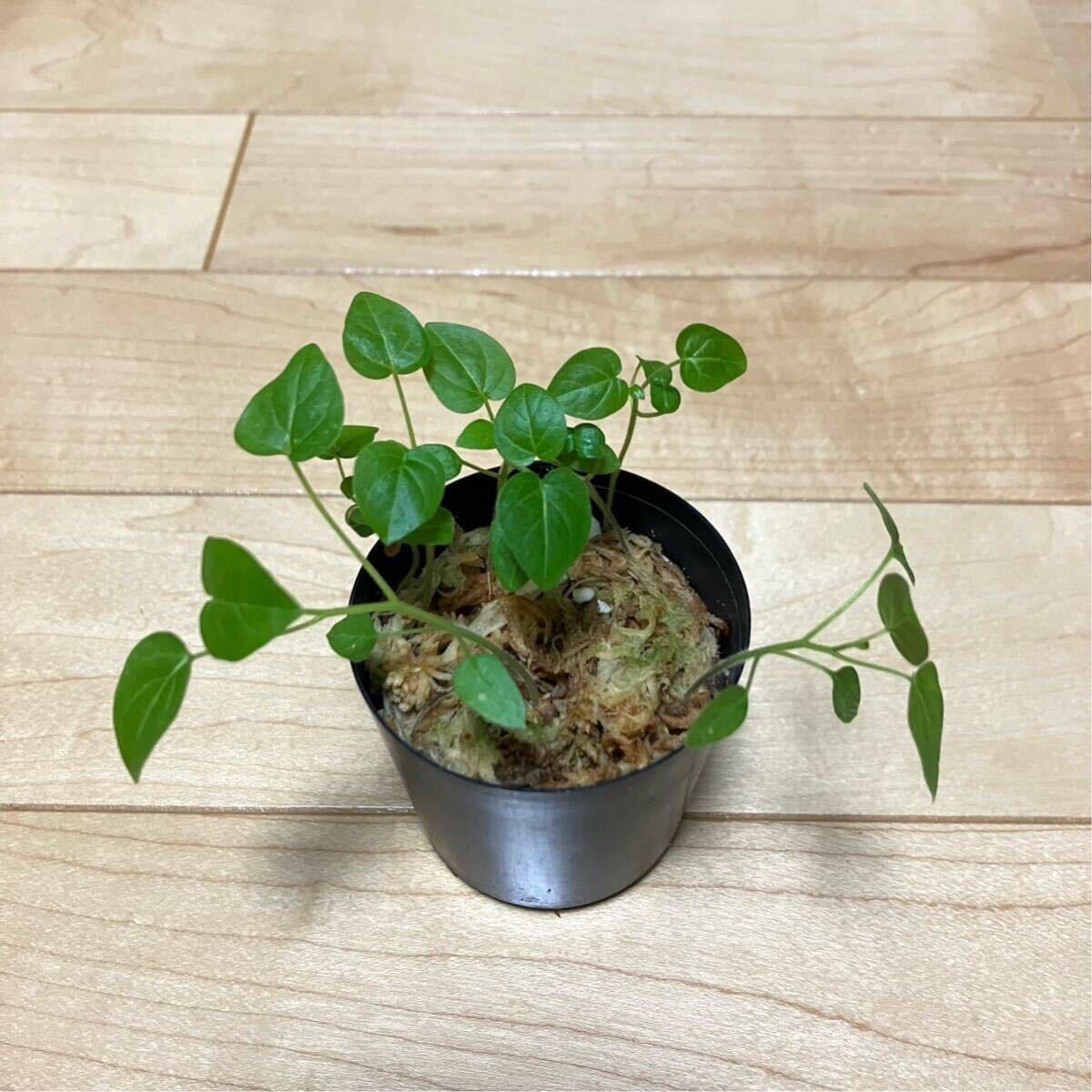 【Solanum atropurpureum 発芽種子】珍奇植物 熱帯植物 観葉植物 山野草_画像2