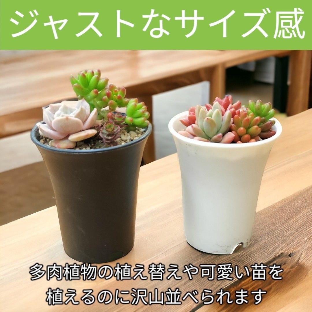 スリット鉢 プラ鉢　30個セット　ポット　2.5号　植え替え　多肉植物　植木鉢 アガベ 白 多肉植物 塊根