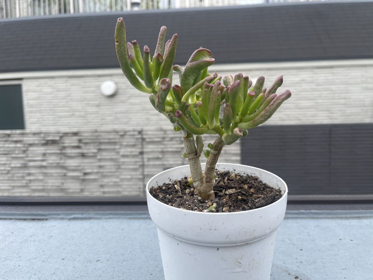 多肉植物 観葉植物　宇宙の木_画像4