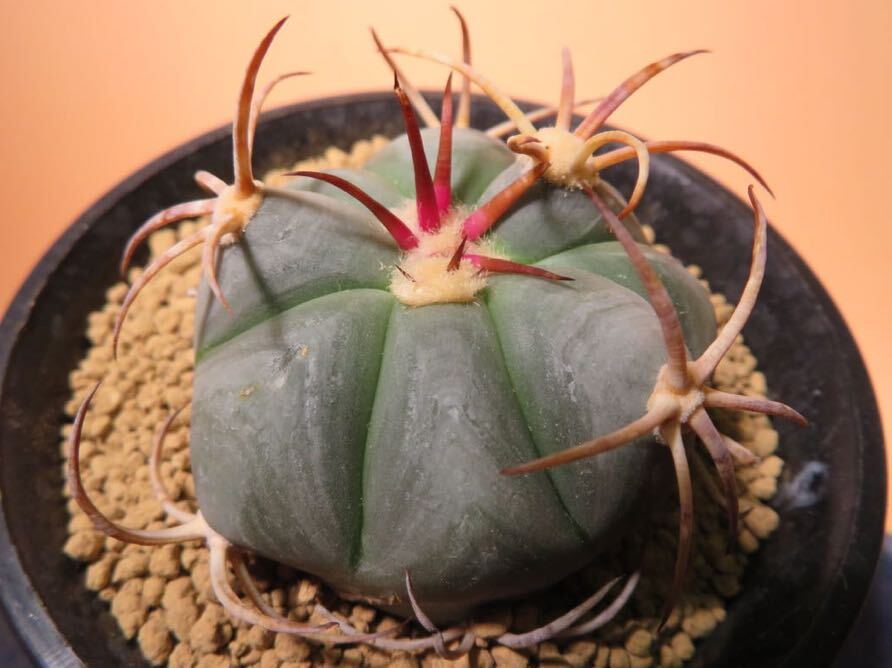 101 エキノカクタス 太平丸 キリン接 サボテン 多肉植物_画像1