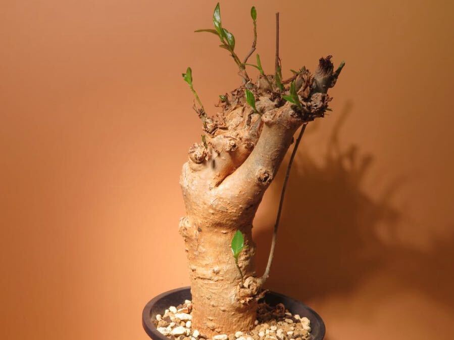70 バオバブ Adansonia digitata アダンソニア ディギタタ サボテン 多肉植物 塊根　コーデックス 塊茎_画像3