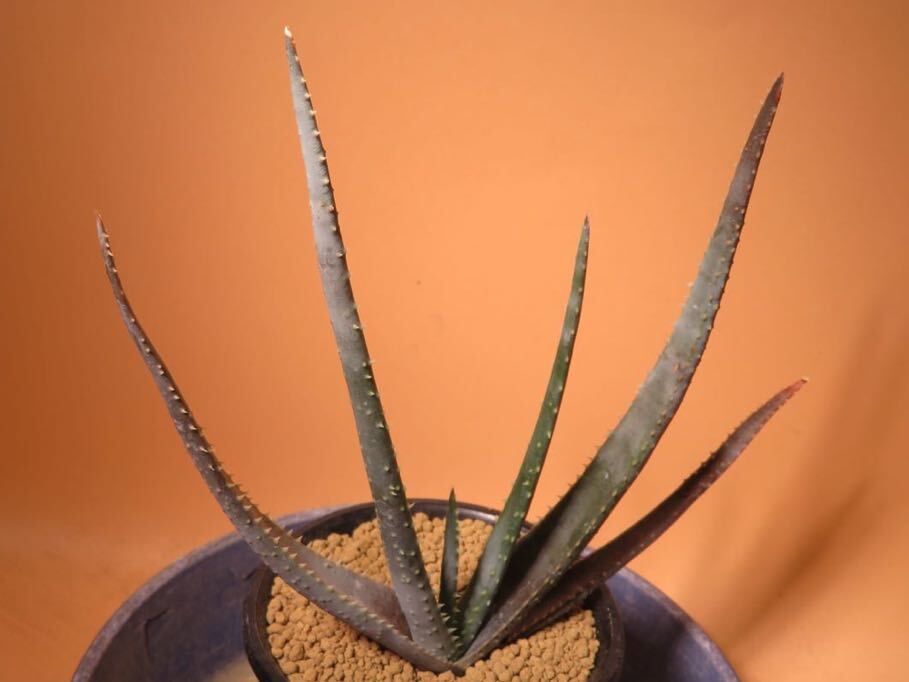 62 Aloe compressa v. rugosquamosa アロエ サボテン 多肉植物_画像4