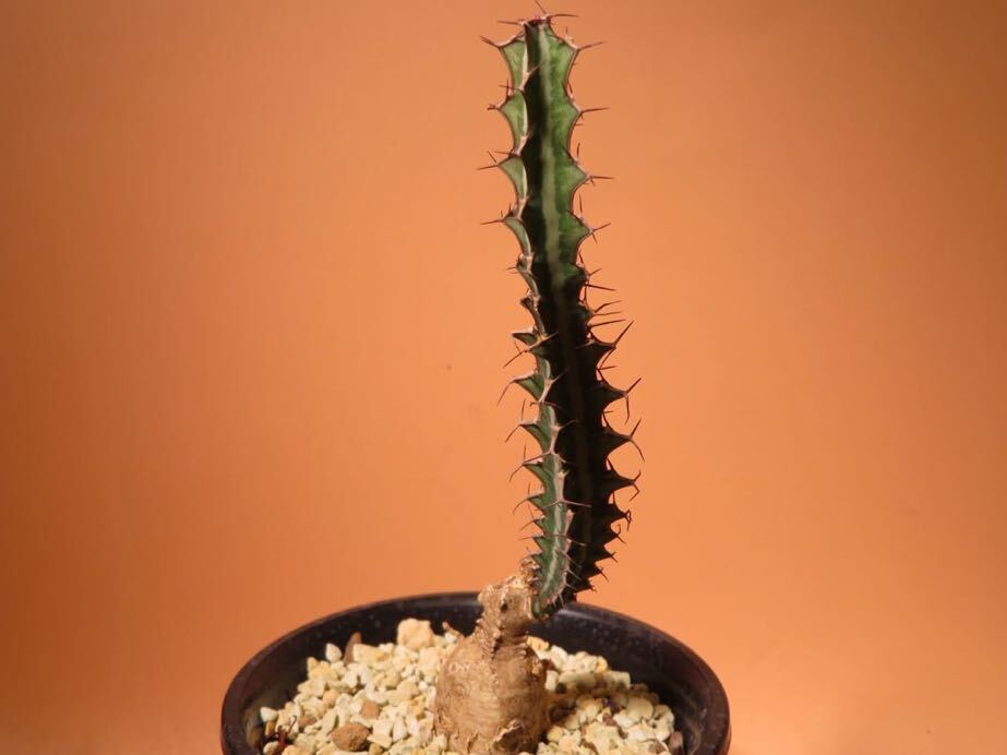 54 Euphorbia sp. Mutomo ユーフォルビア サボテン 多肉植物 塊根　コーデックス 塊茎_画像3