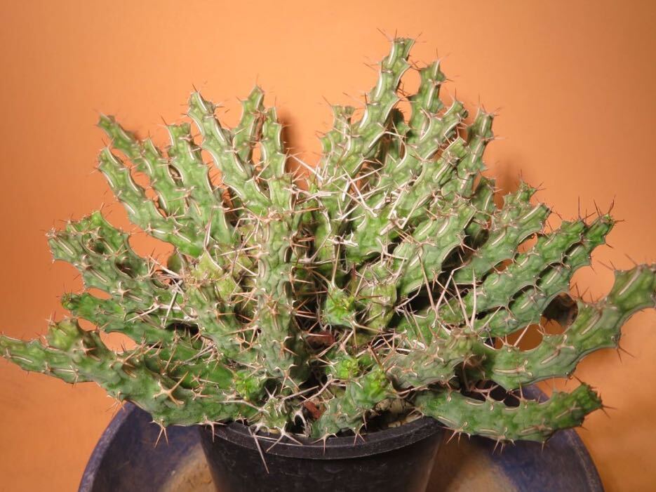 56 Euphorbia marsabitensis ユーフォルビア サボテン 多肉植物 塊根　コーデックス 塊茎_画像2