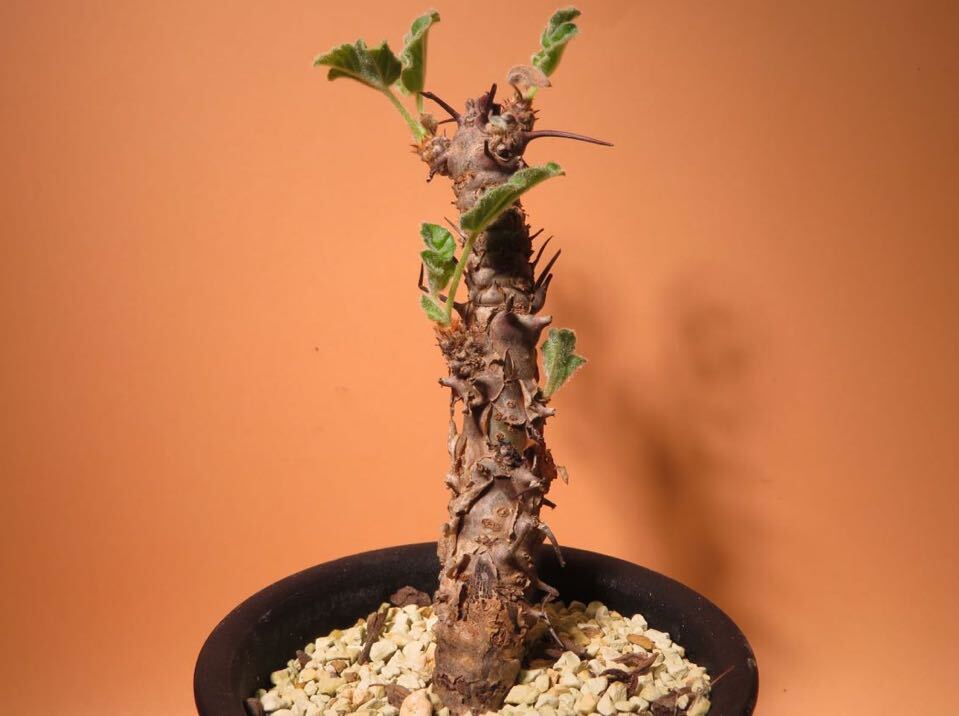 77 Jatropha dichtar R5/7月 ヤトロファ サボテン 多肉植物 塊根　コーデックス 塊茎_画像1