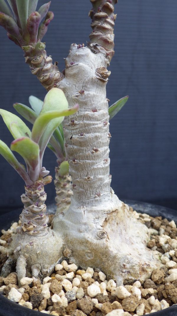 多肉植物　セネシオ（クレイニア） フルゲンス　白銀竜　白銀盃　冬型塊根　珍品　1_画像7