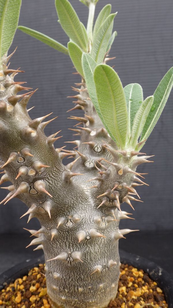 多肉植物 パキポディウム デンシフローラム シバの女王の玉櫛 実生苗の画像6