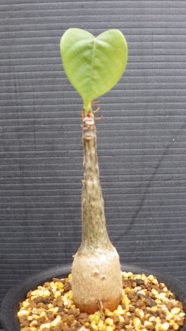 多肉植物　プセウドボンバックス　エリプチカム　壷型植物　実生苗　2_画像7