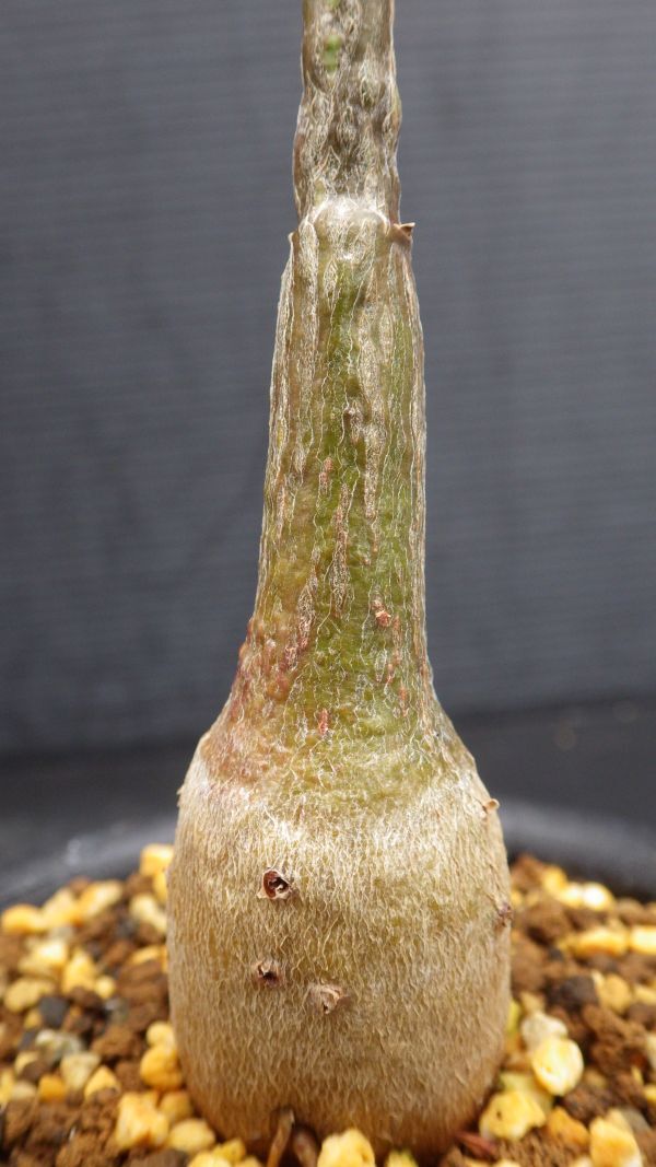 多肉植物　プセウドボンバックス　エリプチカム　壷型植物　実生苗　2_画像5