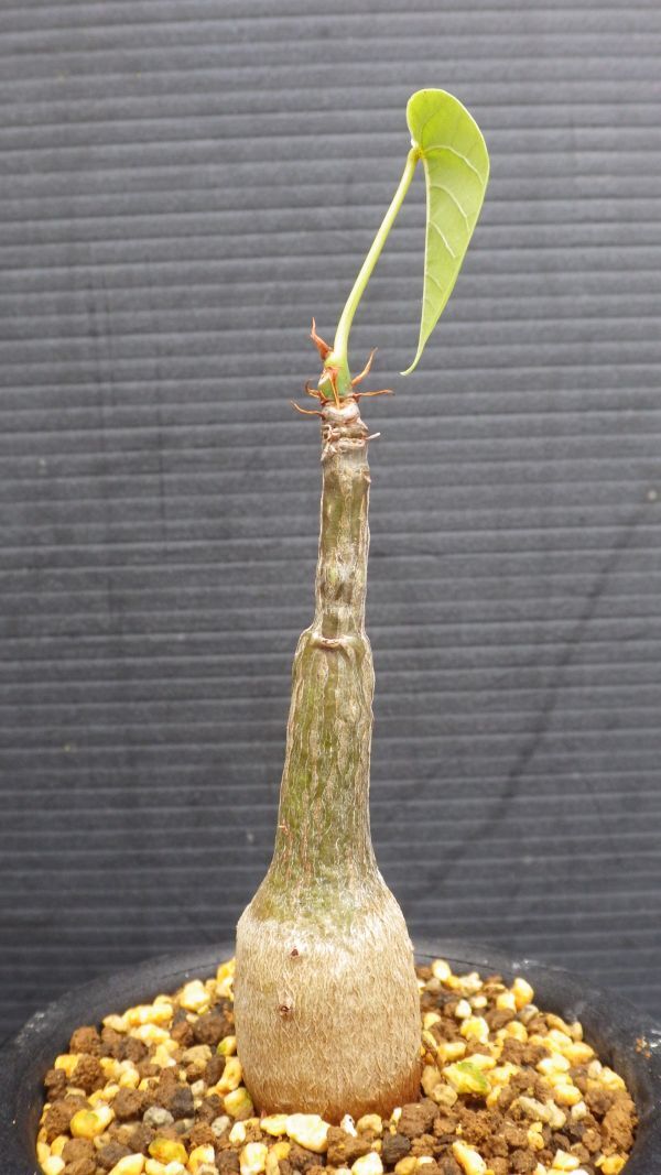 多肉植物　プセウドボンバックス　エリプチカム　壷型植物　実生苗　2_画像8