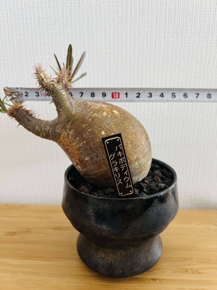 Pachypodium gracilius パキポディウム グラキリス　現地球 手乗り 赤肌　塊根植物 コーデックス_画像6