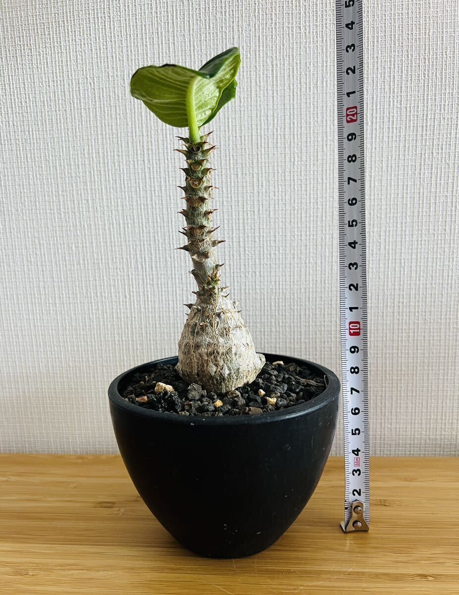 パキポディウムウィンゾリー　 Pachypodium windsorii コーデックス　塊根植物_画像4