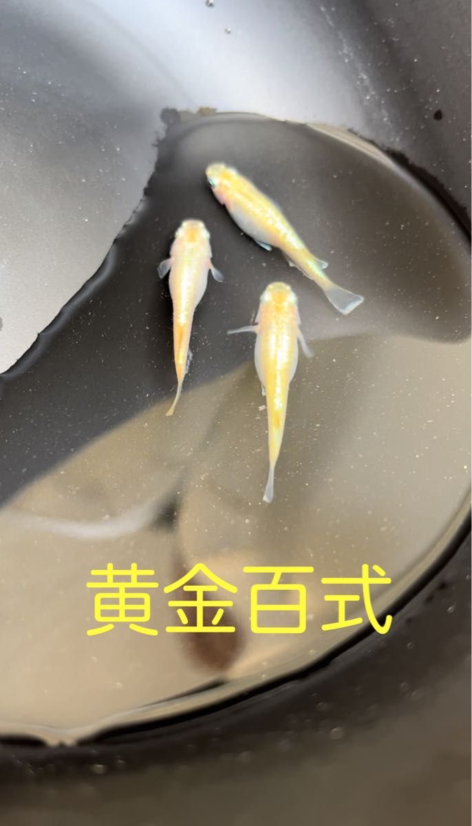 黄金百式 卵 25個＋α