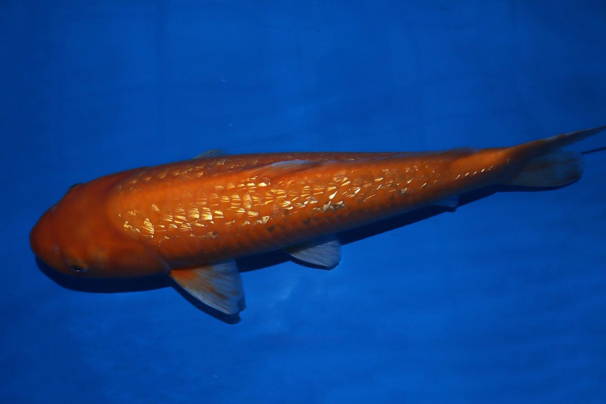 【魚酔#0312】大日養鯉場産 銀鱗橙鯉 2022年生 45cm_画像2