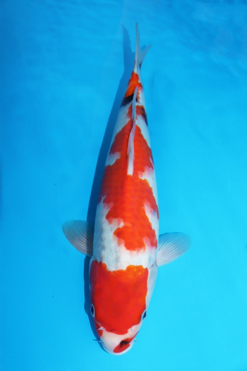 [ fish .#0320] surface .. common carp place production Showa era three color jumbo this year 2023 year raw 36cm
