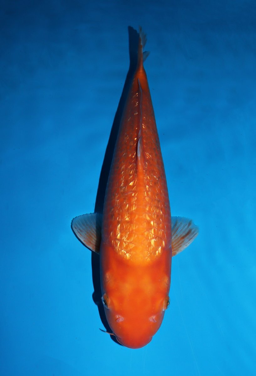 【魚酔#0312】大日養鯉場産 銀鱗橙鯉 2022年生 45cm_画像1