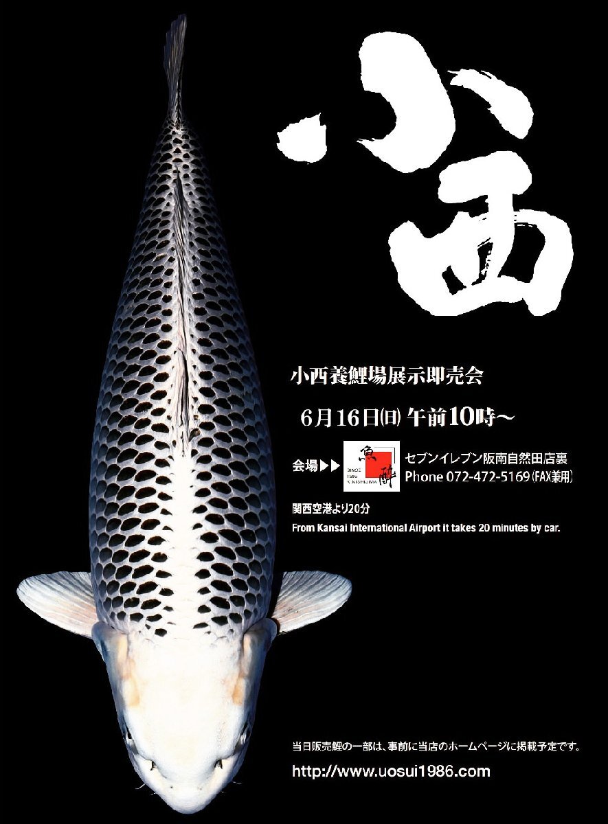 【魚酔#0318】伊佐養鯉場産 昭和三色 2022年生 32cm_画像5