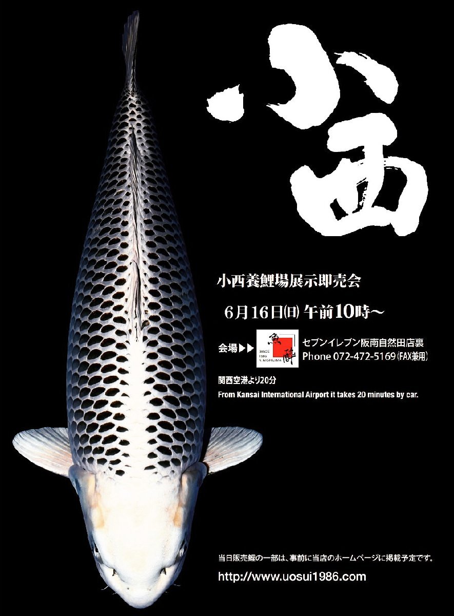 【魚酔#0315】小西養鯉場産 九紋竜 2022年生 38cm_画像4