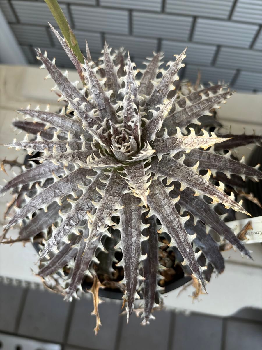 新鮮種子Dyckia  ディッキア　交配