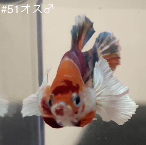#51 熱帯魚　ベタ　ダンボ　コイ【オス1個】_画像6