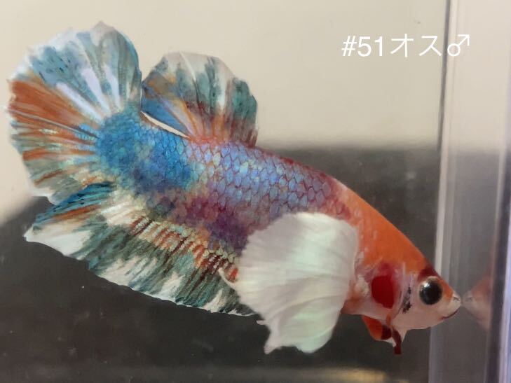 #51 熱帯魚　ベタ　ダンボ　コイ【オス1個】_画像3