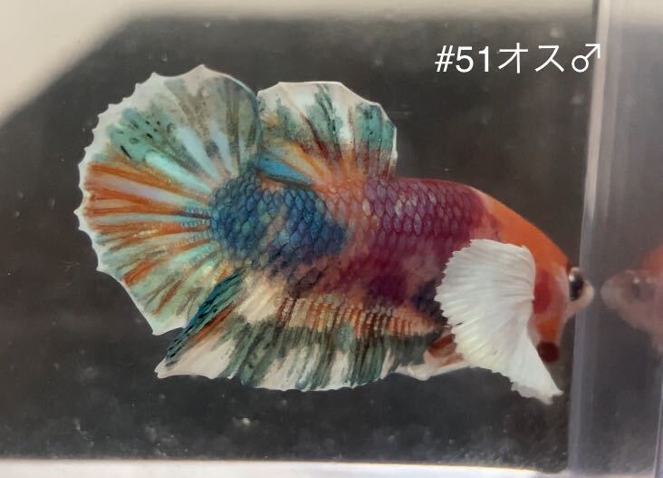 #51 熱帯魚　ベタ　ダンボ　コイ【オス1個】_画像5