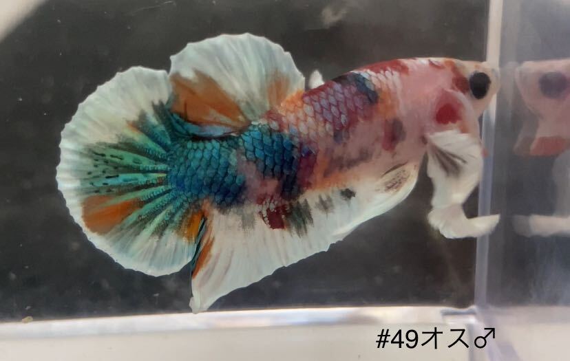 #49 тропическая рыба бойцовая рыбка Dumbo koi[ мужской 1 шт ]
